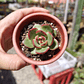 Echeveria Puli-Lindsayana - Miniatura 5