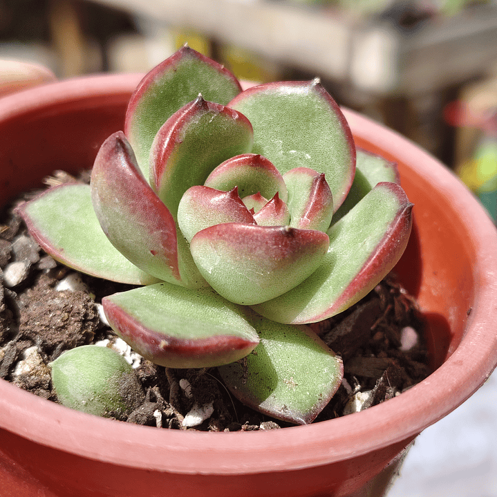 Echeveria Puli-Lindsayana 1