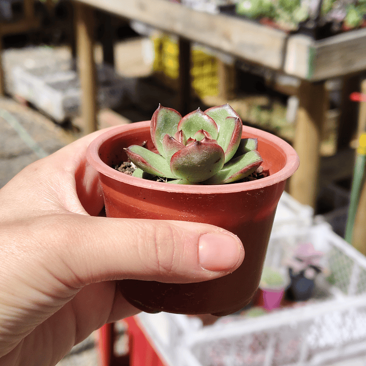 Echeveria Puli-Lindsayana 3