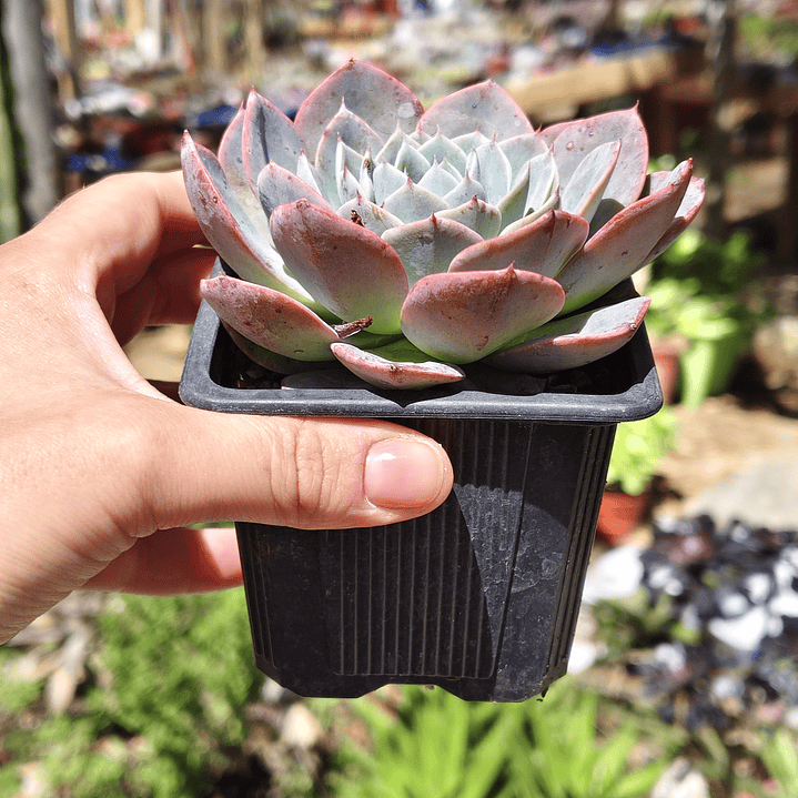 Echeveria Secunda 4
