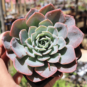 Echeveria Secunda