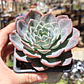 Echeveria Secunda - Miniatura 5