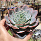Echeveria Secunda - Miniatura 2