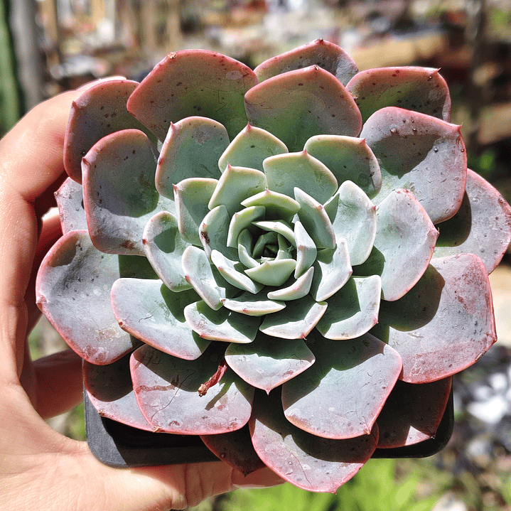 Echeveria Secunda 3