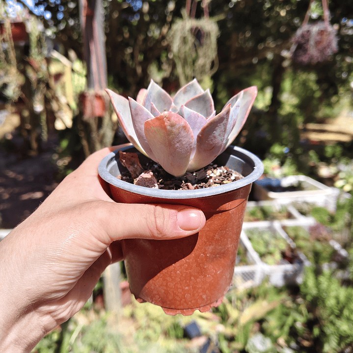 Graptoveria Duglas Huth 4