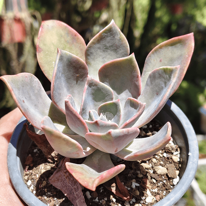 Graptoveria Duglas Huth 3
