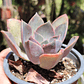 Graptoveria Duglas Huth - Miniatura 1