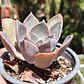 Graptoveria Duglas Huth - Miniatura 2