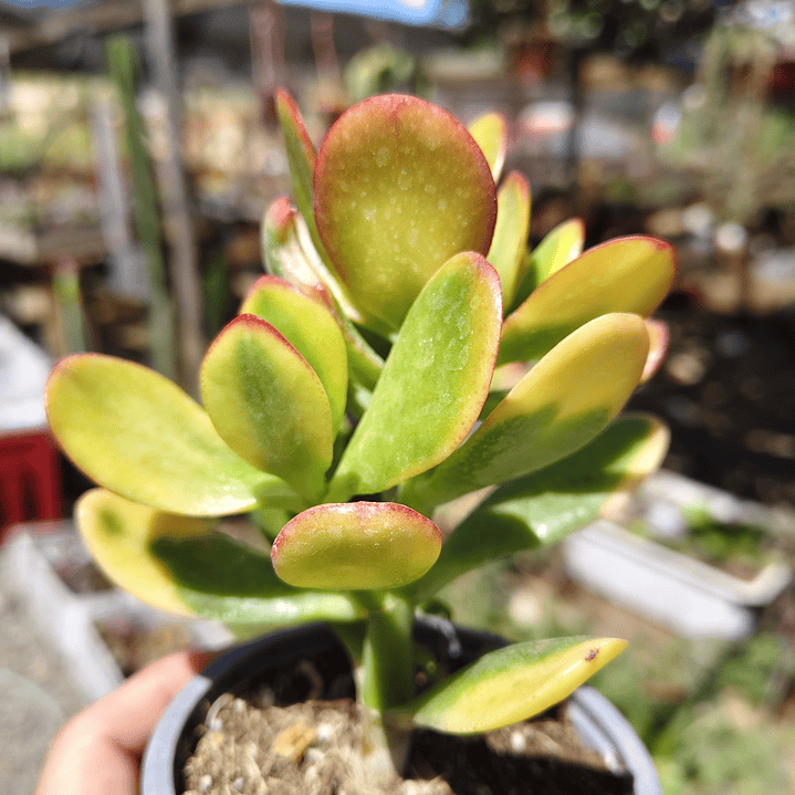 Crassula Ovata Hummels sunset  5