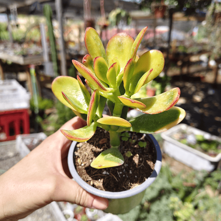 Crassula Ovata Hummels sunset  3