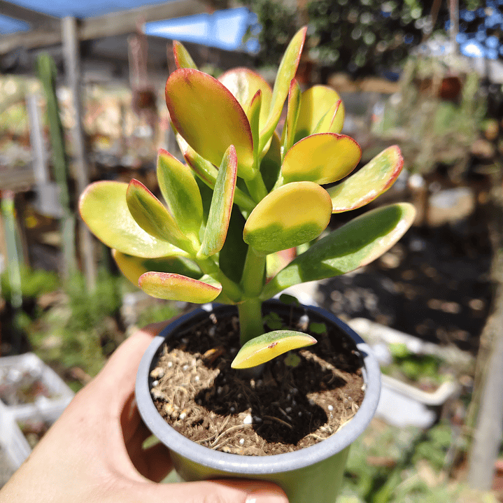 Crassula Ovata Hummels sunset  4