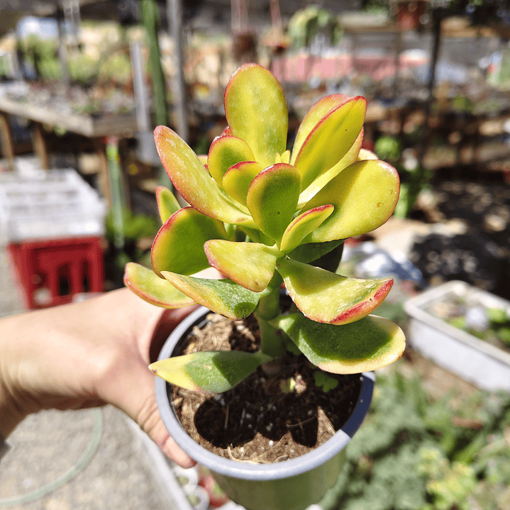 Crassula Ovata Hummels sunset  1