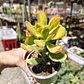 Crassula Ovata Hummels sunset  - Miniatura 1