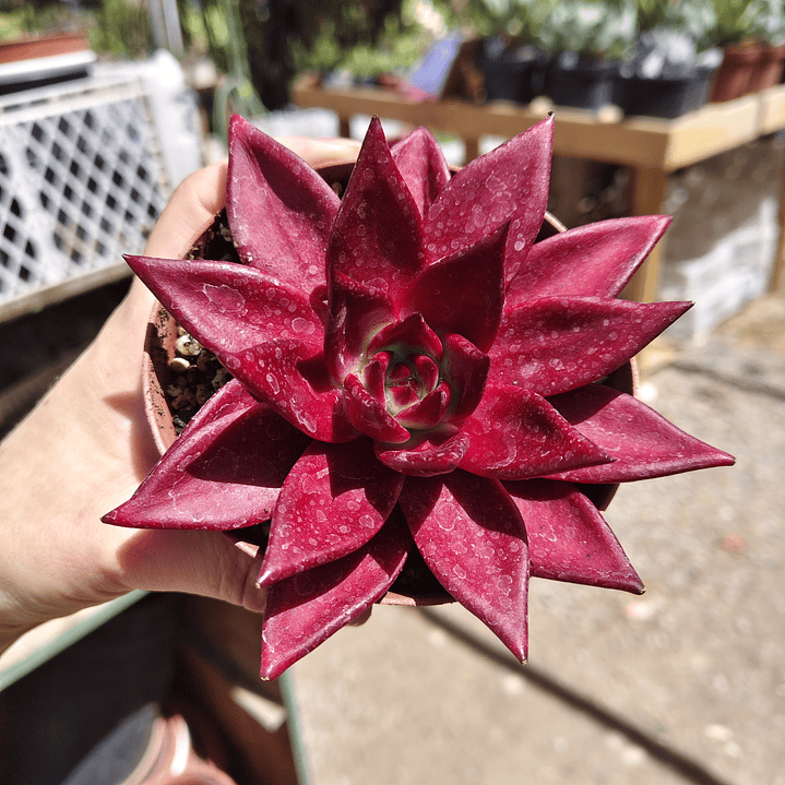 Echeveria Romeo Rubin  6