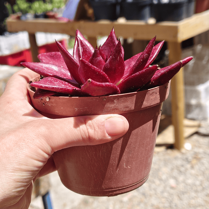 Echeveria Romeo Rubin  3