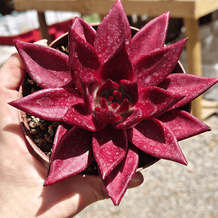 Echeveria Romeo Rubin  1