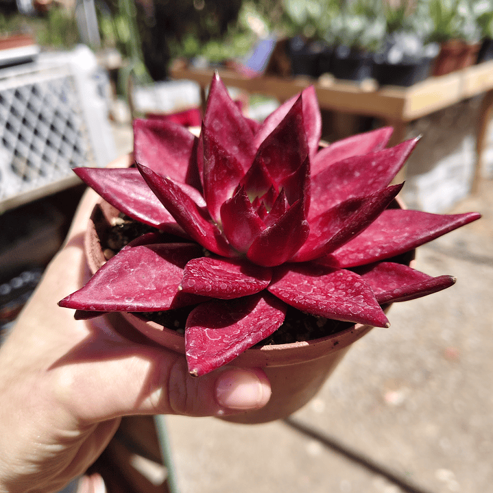 Echeveria Romeo Rubin  4