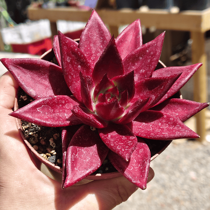 Echeveria Romeo Rubin  5
