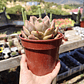 Echeveria pink champagne  - Miniatura 6