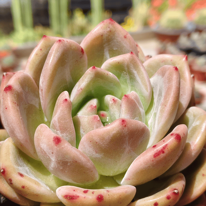 Echeveria pink champagne  5