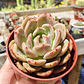 Echeveria pink champagne  - Miniatura 4