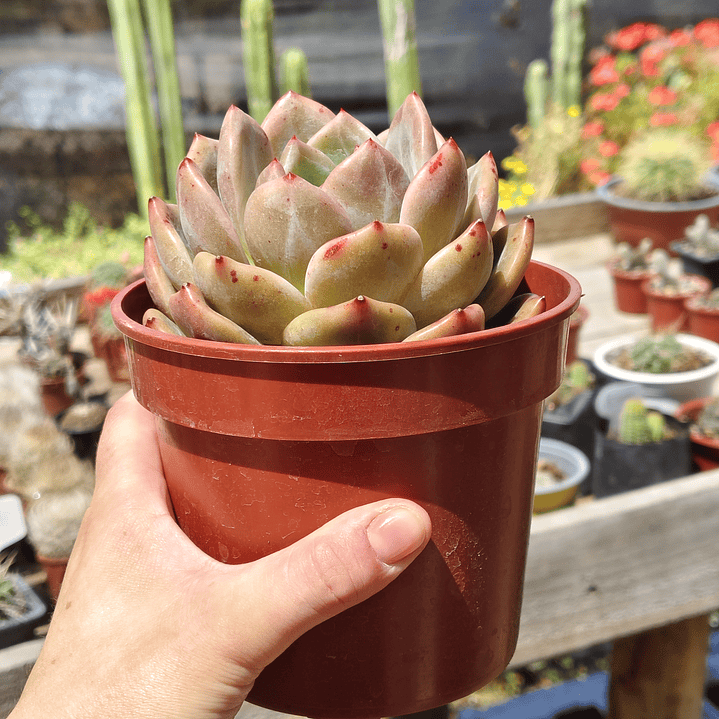 Echeveria pink champagne  2