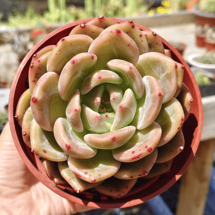 Echeveria pink champagne  3