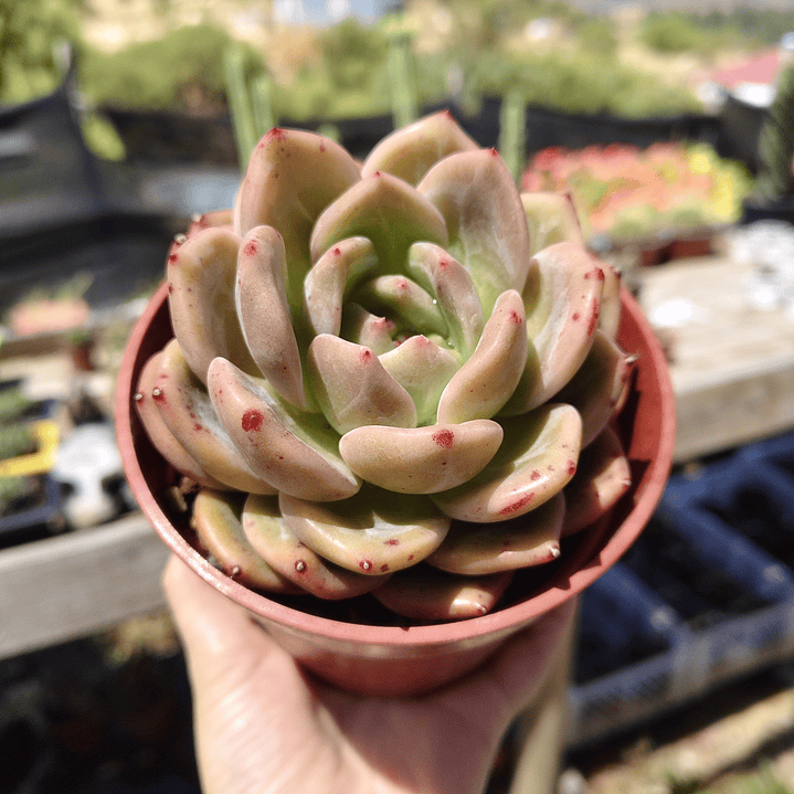 Echeveria pink champagne  1