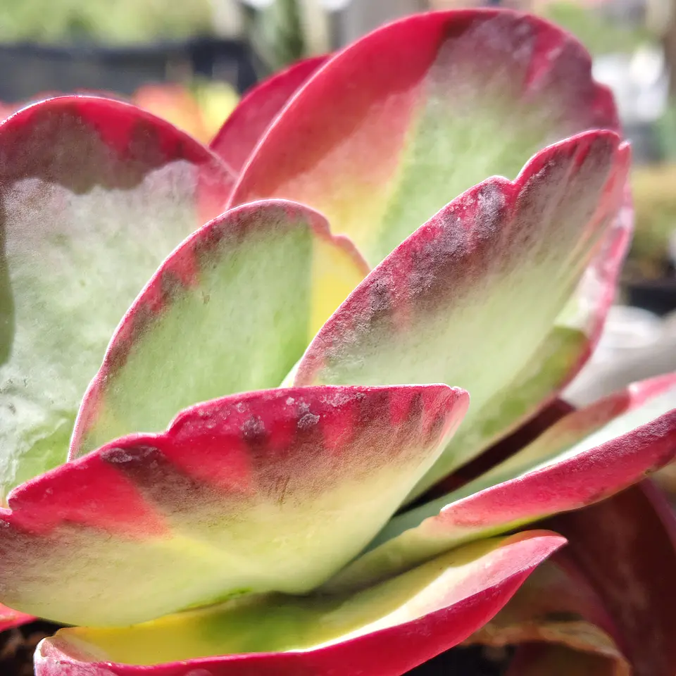 Kalanchoe Fantastic  2