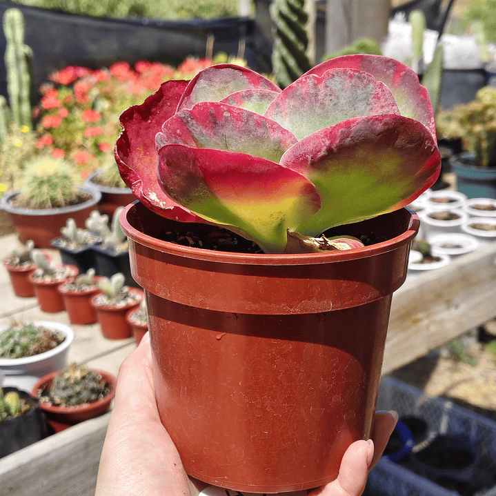 Kalanchoe Fantastic  3