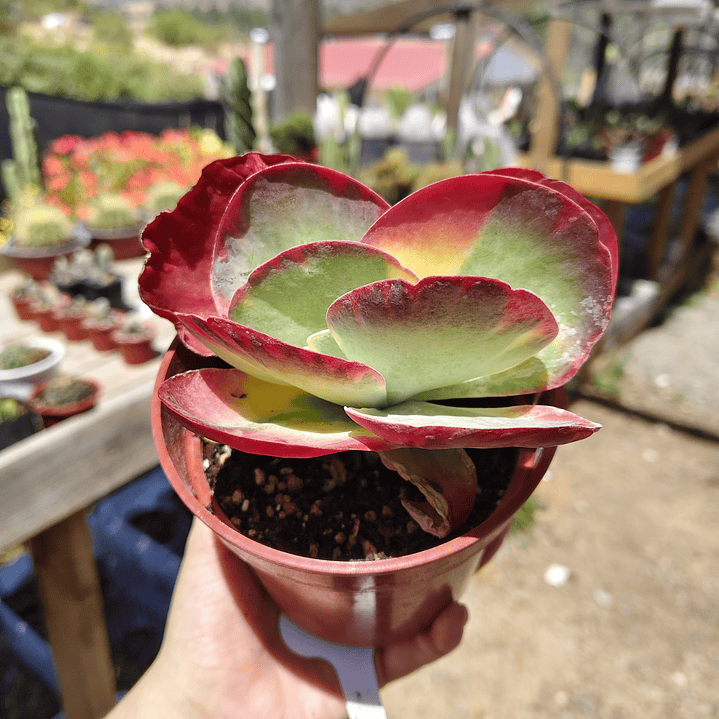 Kalanchoe Fantastic  1