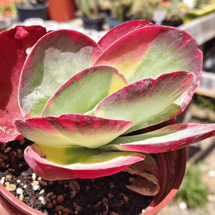 Kalanchoe Fantastic  4