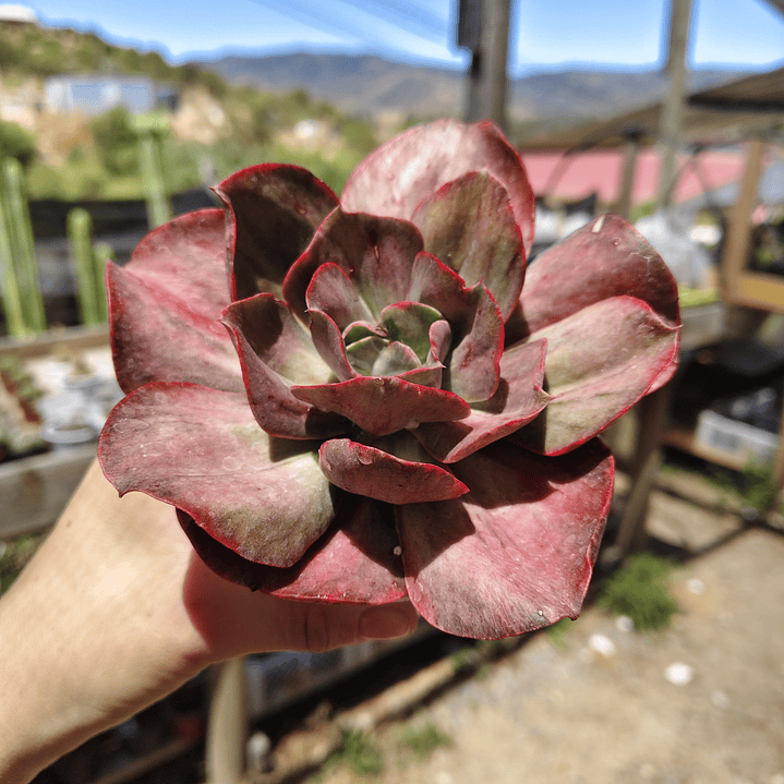 Echeveria Minigeosang variegada  1