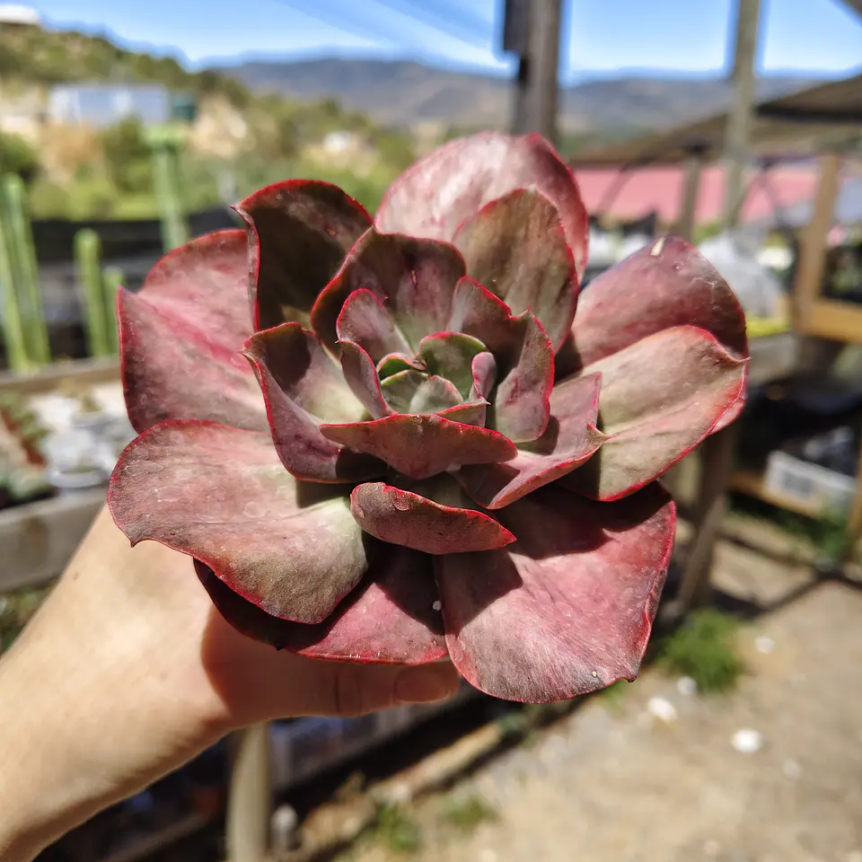 Echeveria Minigeosang variegada  1