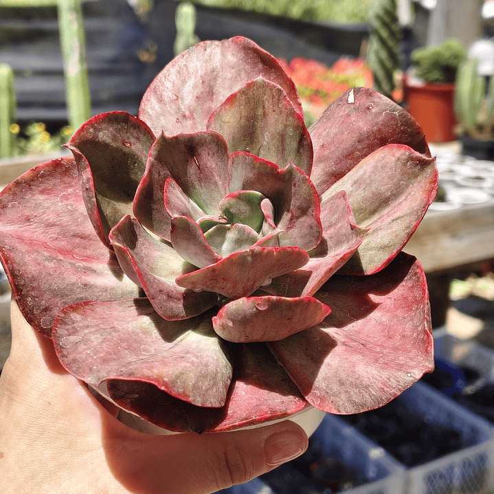 Echeveria Minigeosang variegada  2
