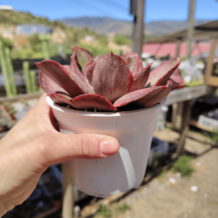 Echeveria Minigeosang variegada  3