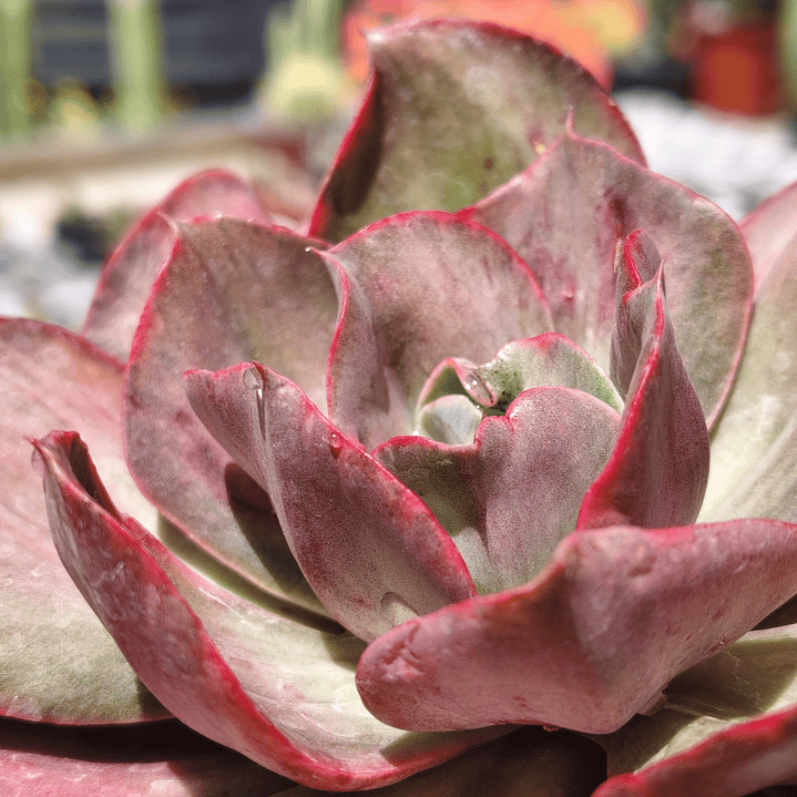 Echeveria Minigeosang variegada  4