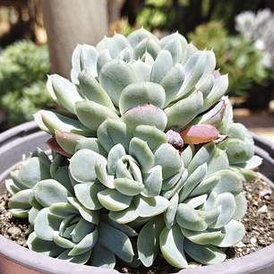 Echeveria elegans (PLANTA MADRE)