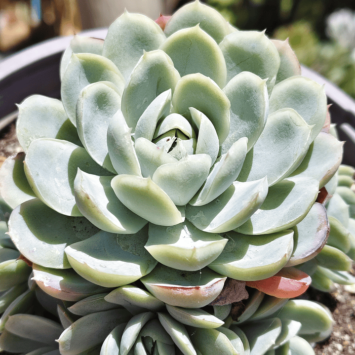 Echeveria elegans (PLANTA MADRE) 2
