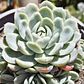 Echeveria elegans (PLANTA MADRE) - Miniatura 2