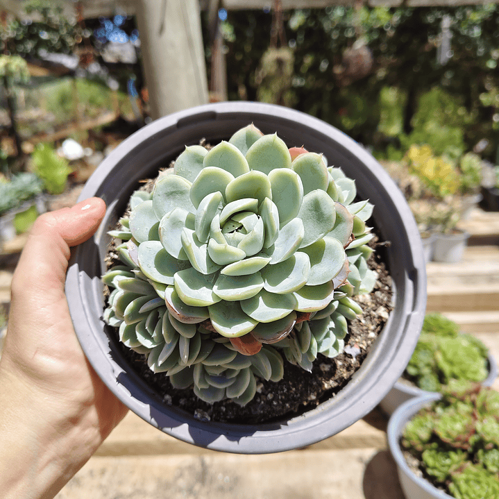 Echeveria elegans (PLANTA MADRE) 3