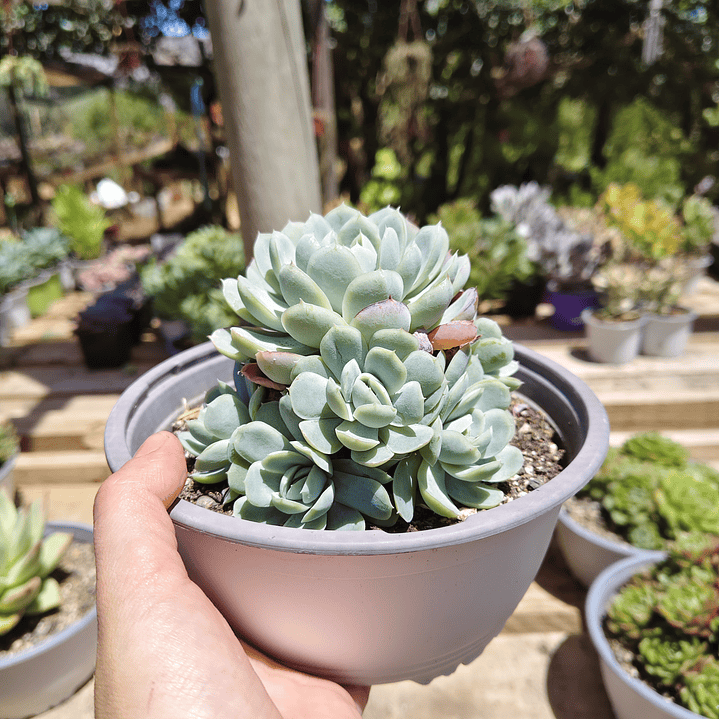 Echeveria elegans (PLANTA MADRE) 4