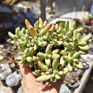 Crassula Nudicaulis Herrei 
