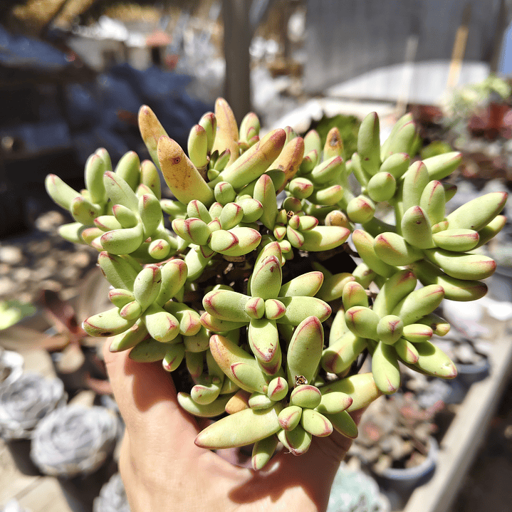Crassula Nudicaulis Herrei  1