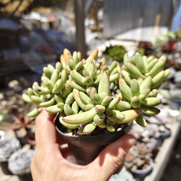 Crassula Nudicaulis Herrei  2