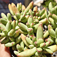 Crassula Nudicaulis Herrei  - Miniatura 3