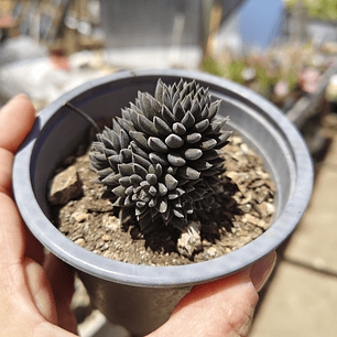 Sinocrassula yunnanensis 