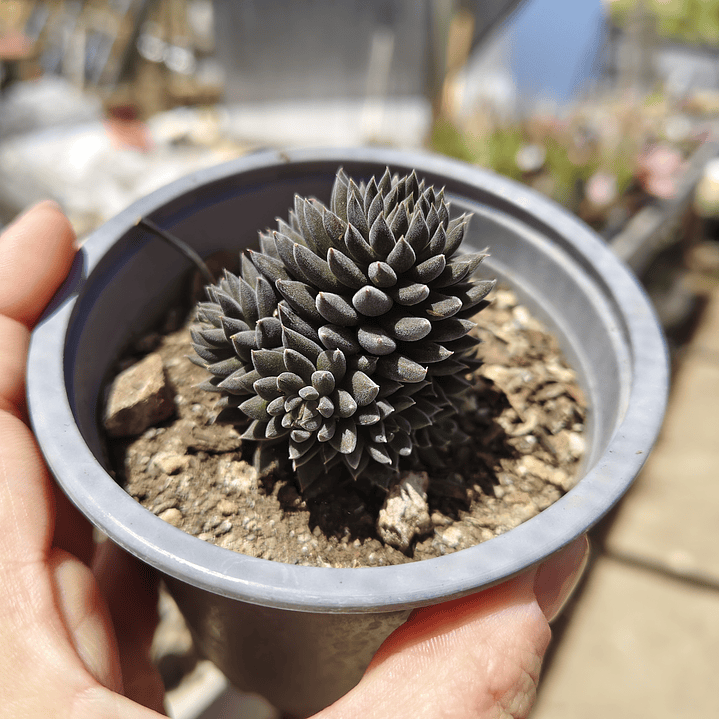 Sinocrassula yunnanensis  1