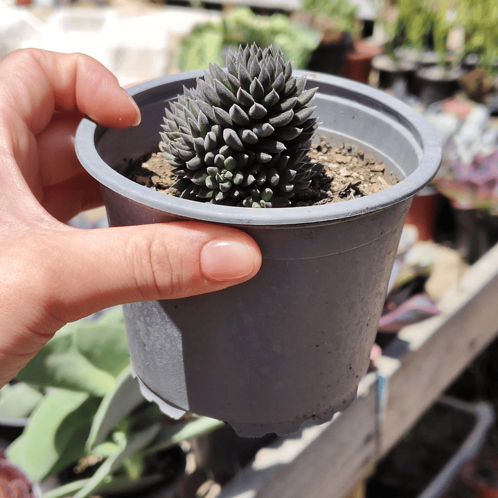 Sinocrassula yunnanensis  3