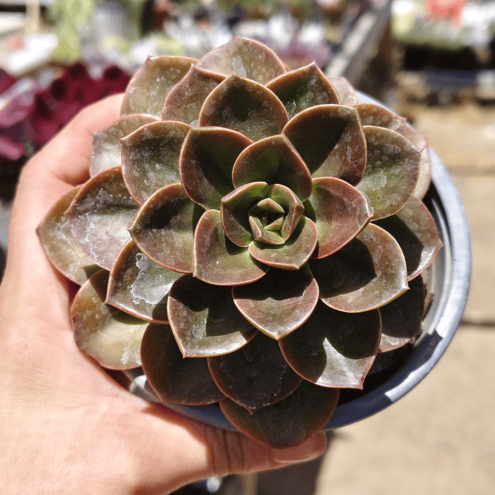 Echeveria Melaco 2